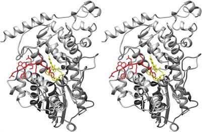 The structural and functional roles of the flavin cofactor FAD in mammalian cryptochromes